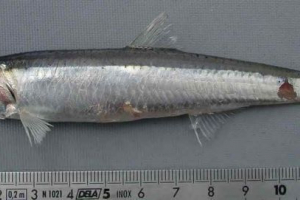 Європейська аннуальна - дрібна риба великого значення Європейська аннуальна - дрібна риба великого значення